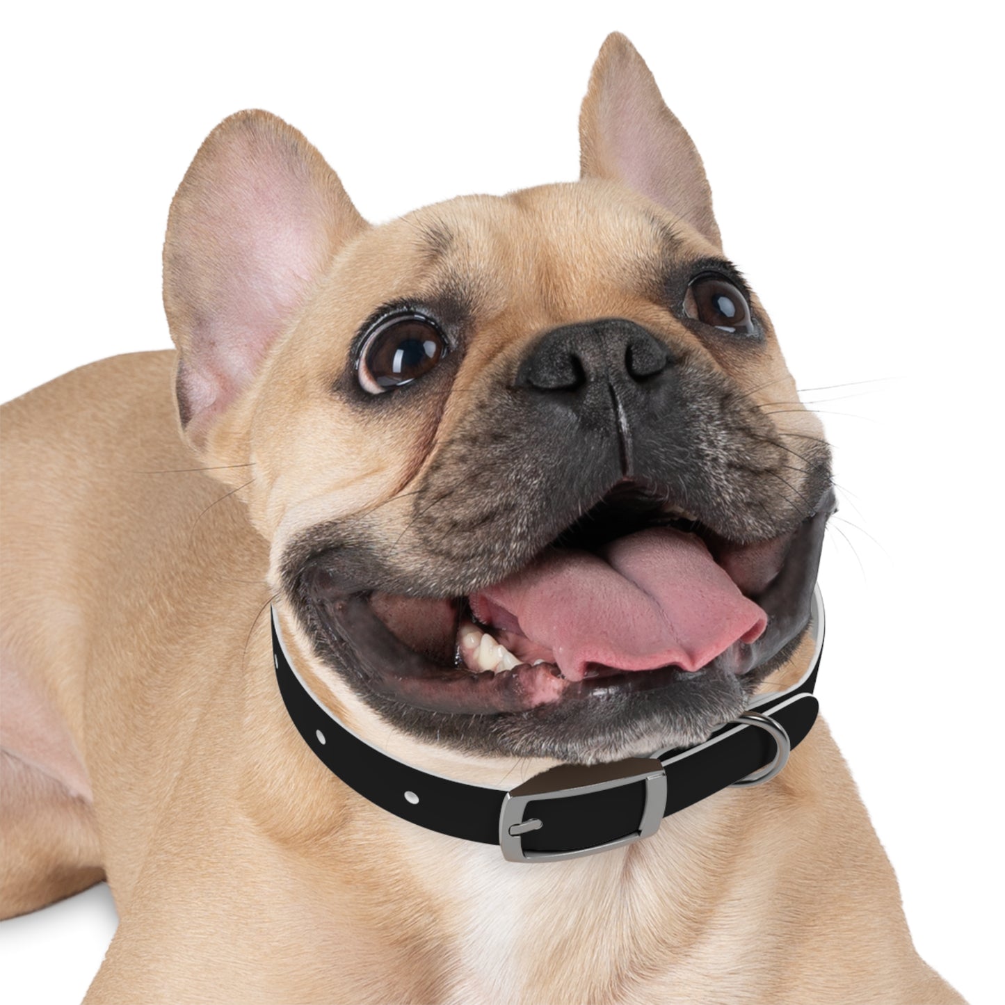 Stylish Custom Dog Collar - Personalized Pet Accessory with Bold Design