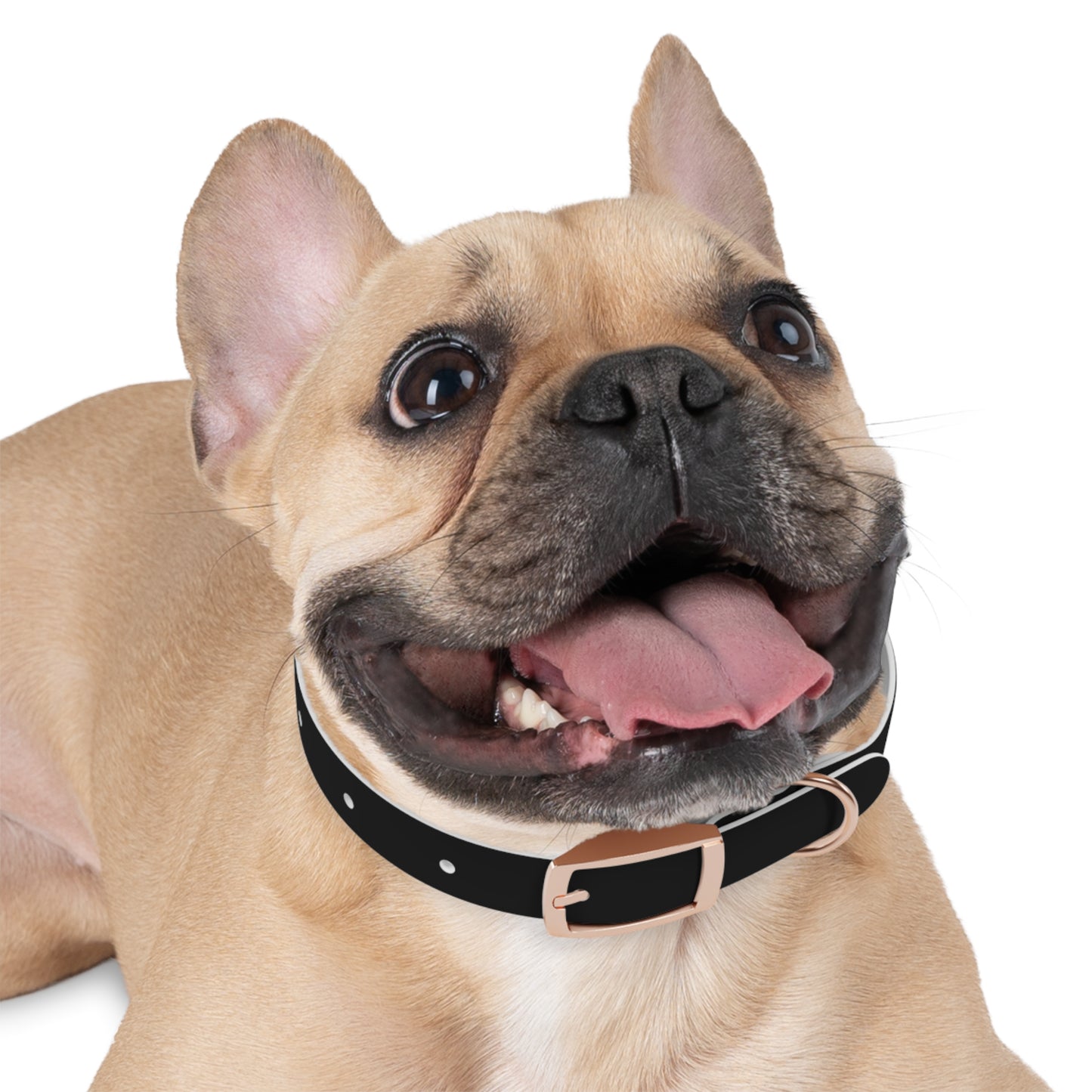 Stylish Custom Dog Collar - Personalized Pet Accessory with Bold Design