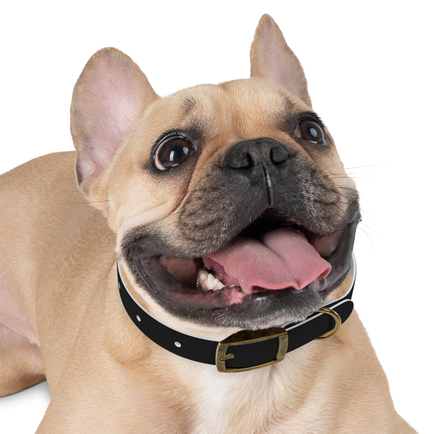 Stylish Custom Dog Collar - Personalized Pet Accessory with Bold Design