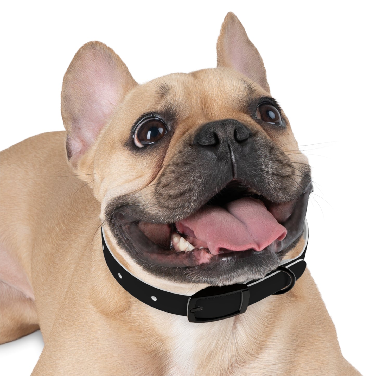 Stylish Custom Dog Collar - Personalized Pet Accessory with Bold Design